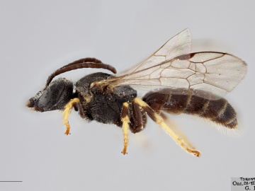 [Lasioglossum oenotherae male thumbnail]